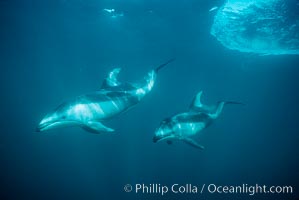 Pacific white sided dolphin, Lagenorhynchus obliquidens, Monterey, California