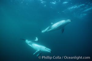 Pacific white sided dolphin, Monterey, Lagenorhynchus obliquidens, San Diego, California