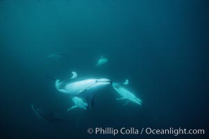 Pacific white sided dolphin, Monterey, Lagenorhynchus obliquidens, San Diego, California