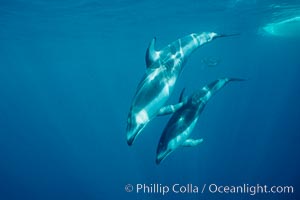 Pacific white sided dolphin, Lagenorhynchus obliquidens, San Diego, California