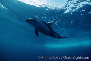 Pacific white sided dolphin, Lagenorhynchus obliquidens, San Diego, California