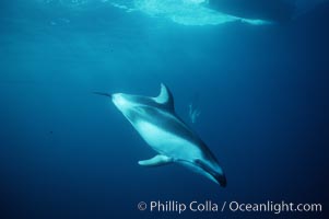 Pacific white sided dolphin, Lagenorhynchus obliquidens, San Diego, California