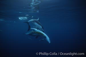 Pacific white sided dolphin, carrying a small piece of kelp, Lagenorhynchus obliquidens, San Diego, California