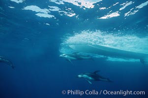 Pacific white sided dolphin, Lagenorhynchus obliquidens, San Diego, California