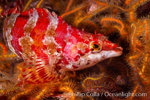 A painted greenling fish nestles among the many arms of a cluster of brittle sea stars (starfish) on a rocky reef, Ophiothrix spiculata, Oxylebius pictus, Santa Barbara Island