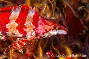 A painted greenling fish nestles among the many arms of a cluster of brittle sea stars (starfish) on a rocky reef, Ophiothrix spiculata, Oxylebius pictus, Santa Barbara Island