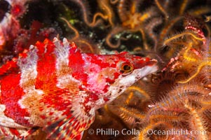 A painted greenling fish nestles among the many arms of a cluster of brittle sea stars (starfish) on a rocky reef, Ophiothrix spiculata, Oxylebius pictus, Santa Barbara Island