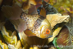 Pajama cardinalfish, Sphaeramia nematoptera