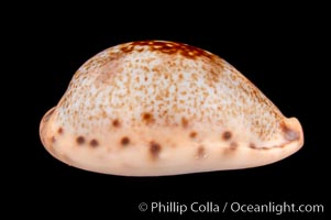 Pale Cowrie, Cypraea pallida