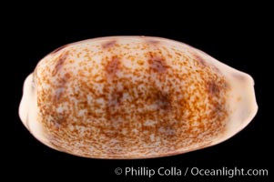 Pale Cowrie, Cypraea pallidula