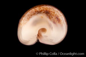 Pale Cowrie, Cypraea pallidula