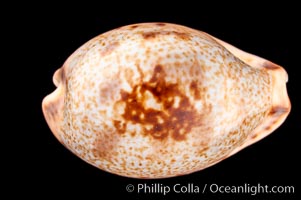 Pale Cowrie, Cypraea pallida