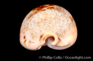 Pale Cowrie, Cypraea pallida