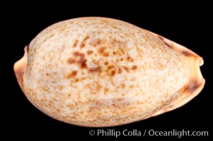 Pale Cowrie, Cypraea pallida insulicola