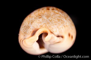 Pale Cowrie, Cypraea pallida insulicola