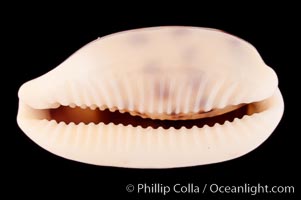 Pale Cowrie, Cypraea pallidula