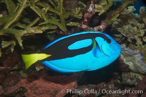 Palette surgeonfish, Paracanthurus hepatus