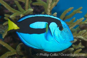 Palette surgeonfish, Paracanthurus hepatus