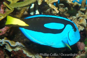 Palette surgeonfish, Paracanthurus hepatus