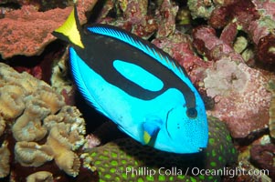 Palette surgeonfish, Paracanthurus hepatus