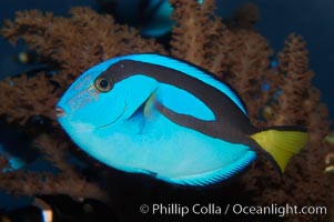 Palette surgeonfish, juvenile, Paracanthurus hepatus