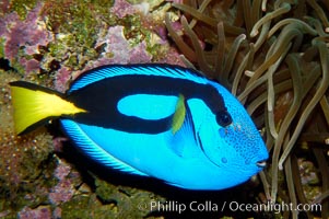 Palette surgeonfish, Paracanthurus hepatus