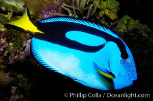 Palette surgeonfish, Paracanthurus hepatus