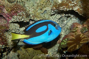 Palette surgeonfish, Paracanthurus hepatus