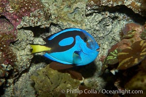 Palette surgeonfish, Paracanthurus hepatus