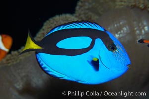 Palette surgeonfish, Paracanthurus hepatus