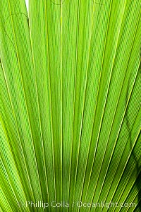 Palm tree fans, leaf, leaves, detail