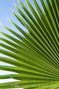 Palm tree fans, leaf, leaves, detail