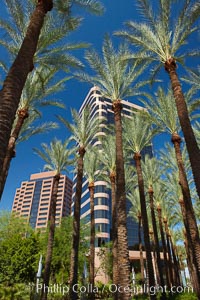 Palm trees and blue sky, office buildings, downtown Phoenix