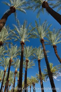 Palm trees and blue sky, downtown Phoenix