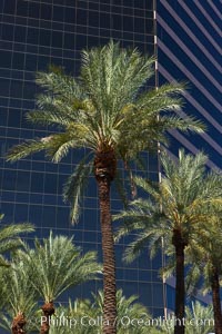 Palm trees and blue sky, office buildings, downtown Phoenix