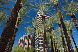 Palm trees and blue sky, office buildings, downtown Phoenix. Arizona, USA, natural history stock photograph, photo id 23185