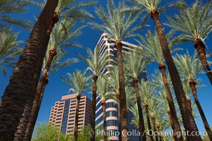 Palm trees and blue sky, office buildings, downtown Phoenix