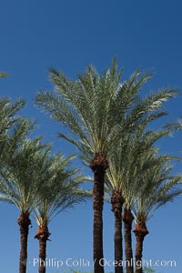 Palm trees and blue sky, downtown Phoenix