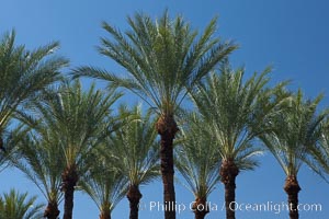 Palm trees and blue sky, downtown Phoenix