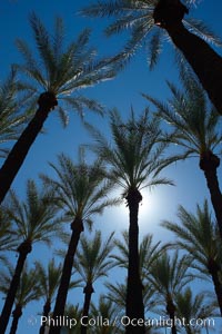 Palm trees and blue sky, downtown Phoenix