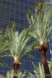 Palm trees and blue sky, office buildings, downtown Phoenix