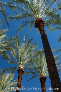 Palm trees and blue sky, downtown Phoenix