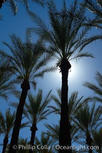 Palm trees and blue sky, downtown Phoenix