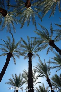 Palm trees and blue sky, downtown Phoenix. Arizona, USA, natural history stock photograph, photo id 23200