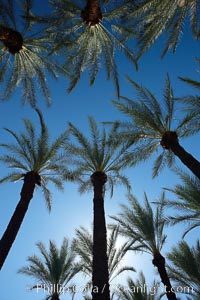 Palm trees and blue sky, downtown Phoenix