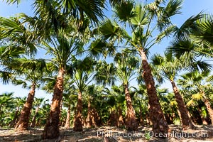 Palm trees on a tree farm, looking like a forest of palms, Borrego Springs, California