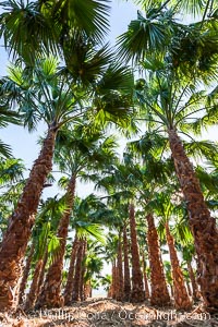 Palm trees on a tree farm, looking like a forest of palms, Borrego Springs, California