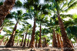 Palm trees on a tree farm, looking like a forest of palms, Borrego Springs, California