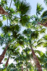 Palm trees on a tree farm, looking like a forest of palms, Borrego Springs, California