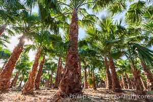 Palm trees on a tree farm, looking like a forest of palms, Borrego Springs, California